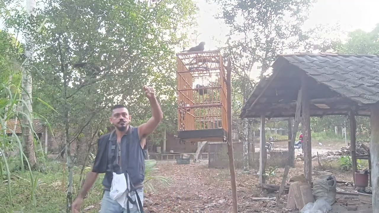 curió muito bom briga de asa pé e bico cantando dobrado enfiada curióla montou fogo puxou porrada so