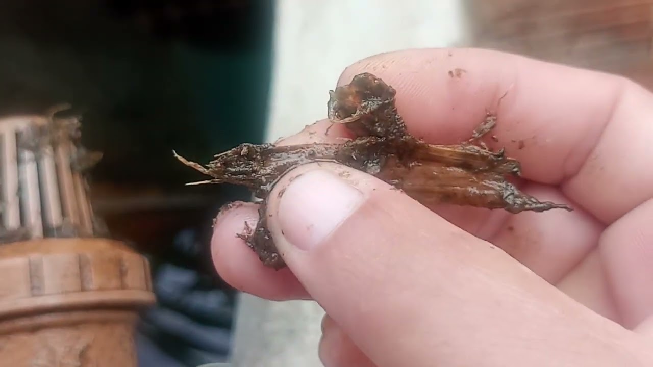 Como eu faço a limpeza da válvula de retenção, manutenção do tanque dos peixes. 