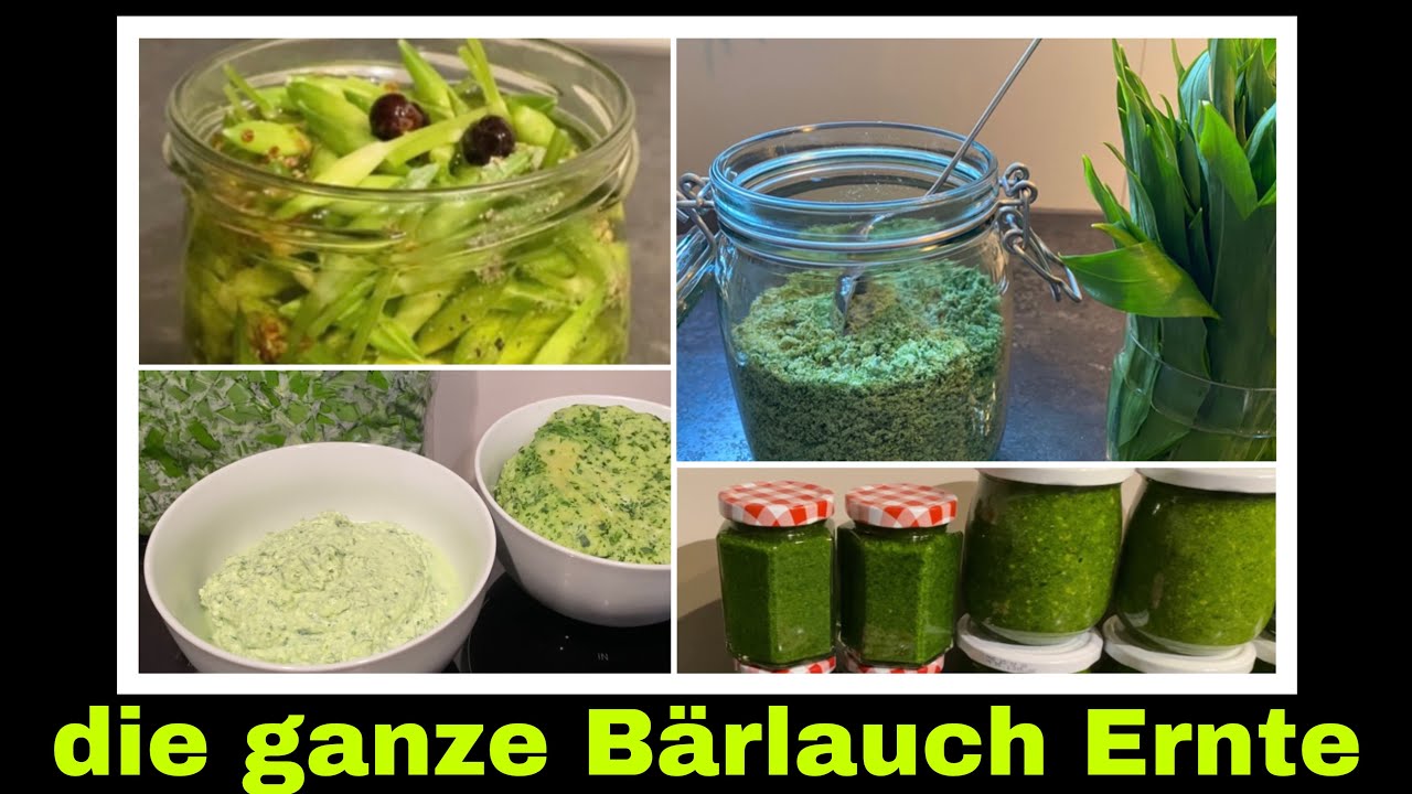 vom B&auml;rlauch Feld in den Vorratsschrank | Ernte haltbar machen | Selbstversorgung: Wildkr&auml;uter