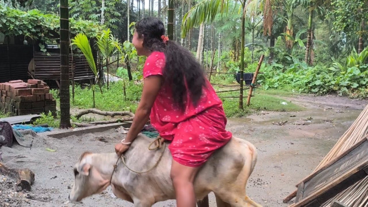 Cow riding Village | Cow sitting 😍 | Our village Life