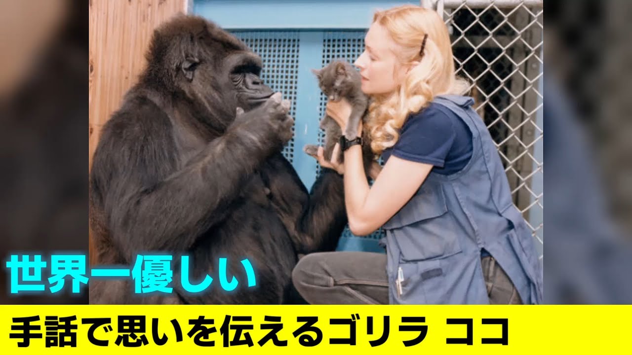 手話で思いを伝える世界一優しいゴリラ【感動】