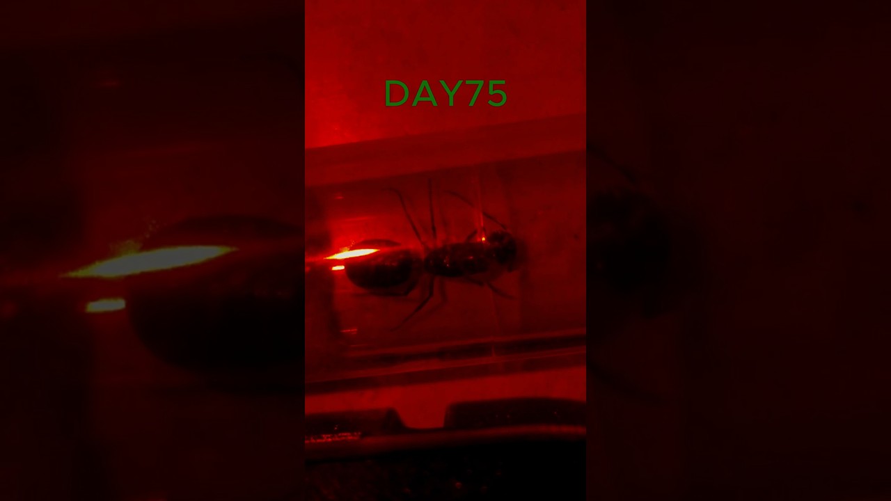 Day 75 – 80% Humidity?! Fixing My Ant Room 😅🐜