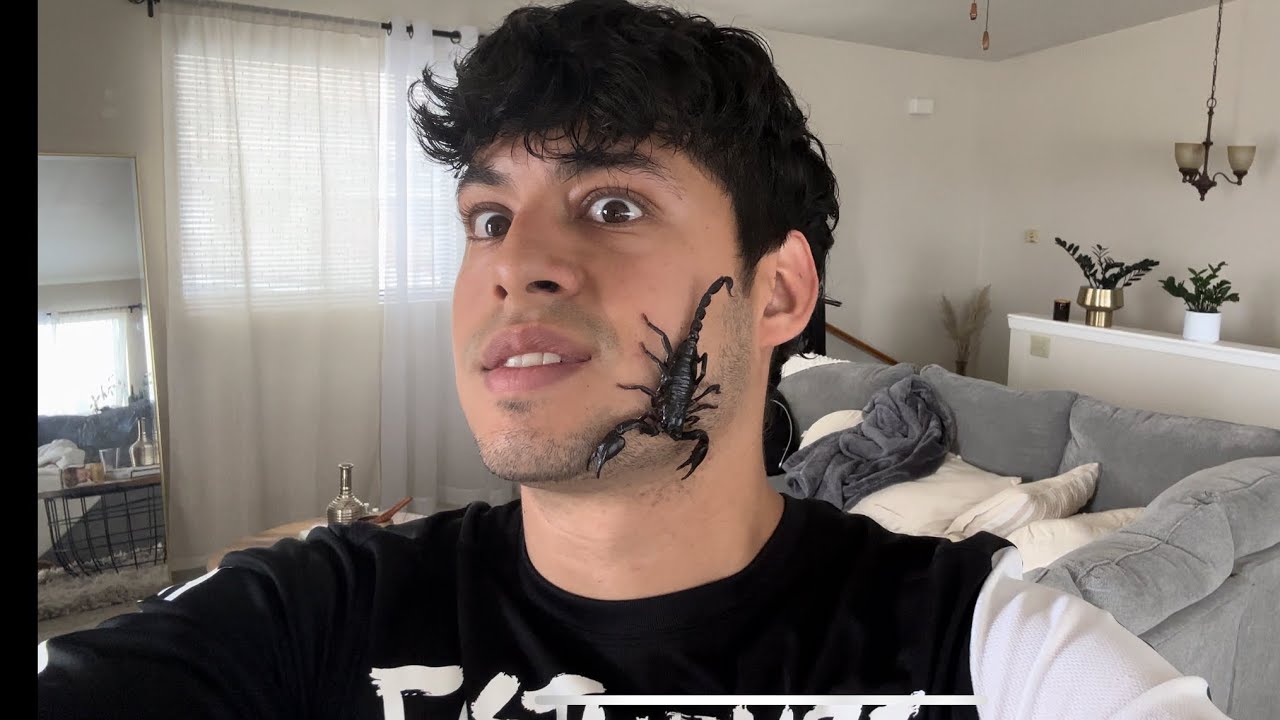 Asian Forest Scorpion | Hanging out with my Scorpion.