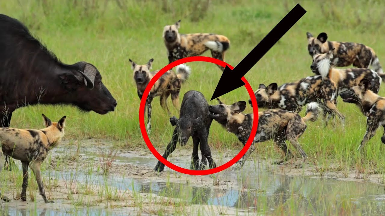 Buffalo Don't Protect Her Calf From Lions|Wild Dog Attack Buffalo Calf