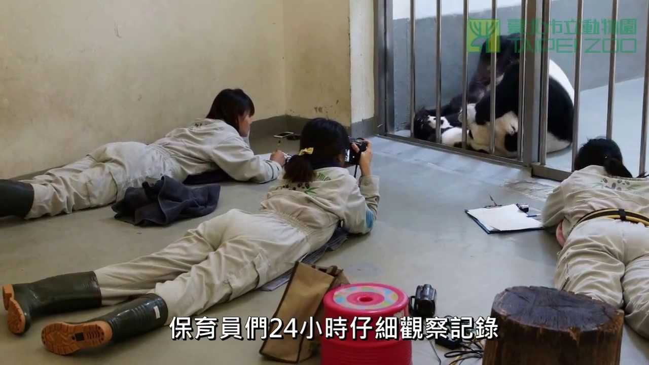 幕後貓熊人 A Behind-the-Scenes Look at the Birth of the Giant Panda Baby