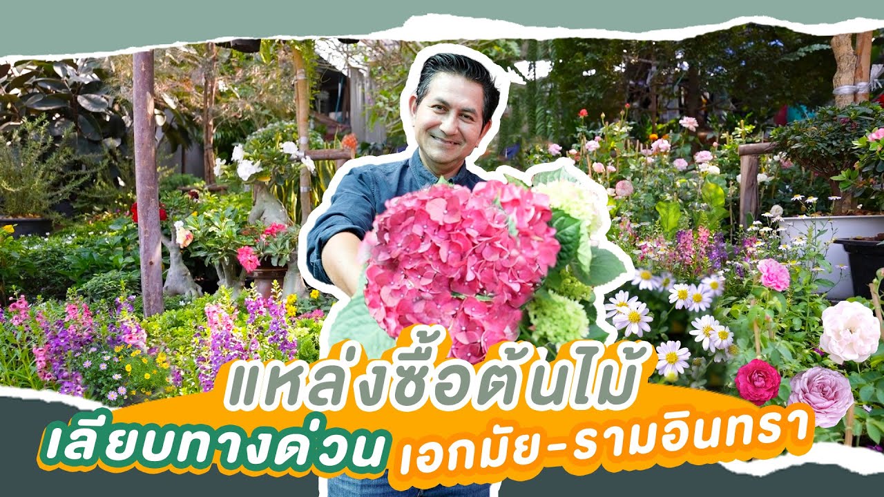 แหล่งซื้อต้นไม้โซนเลียบทางด่วน เอกมัย-รามอินทรา