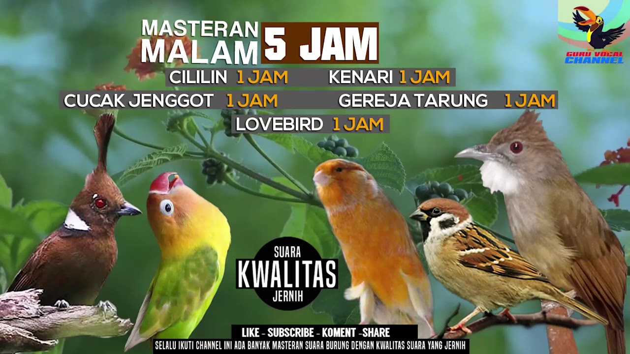 REQUEST MASTERING #22...5 JAM SETIAP BURUNG 30 MENIT -  CILILIN LOVEBIRD KENARI BURGER JENGGOT  JOSS