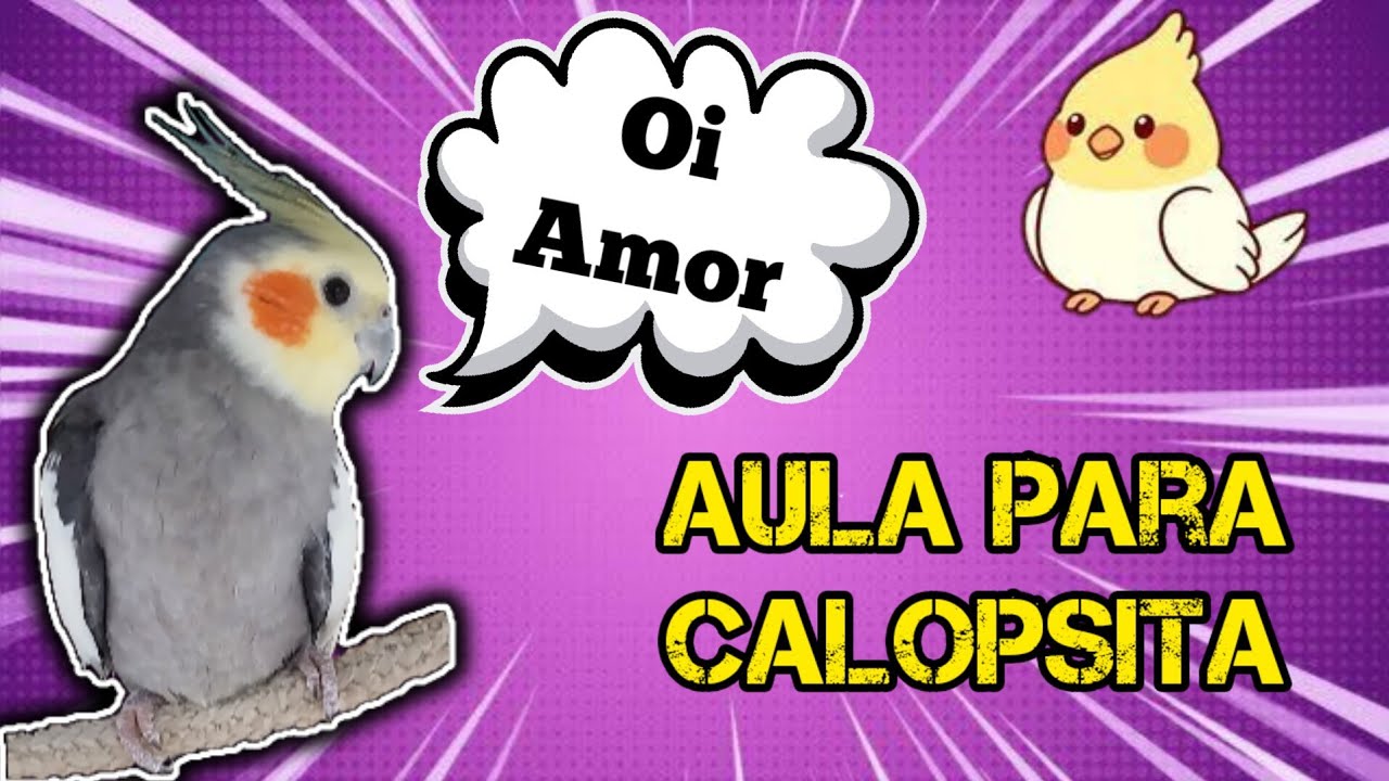Calopsita falando oi amor e bate o p&eacute; [TREINAMENTO DE FALA PARA CALOPSITA]