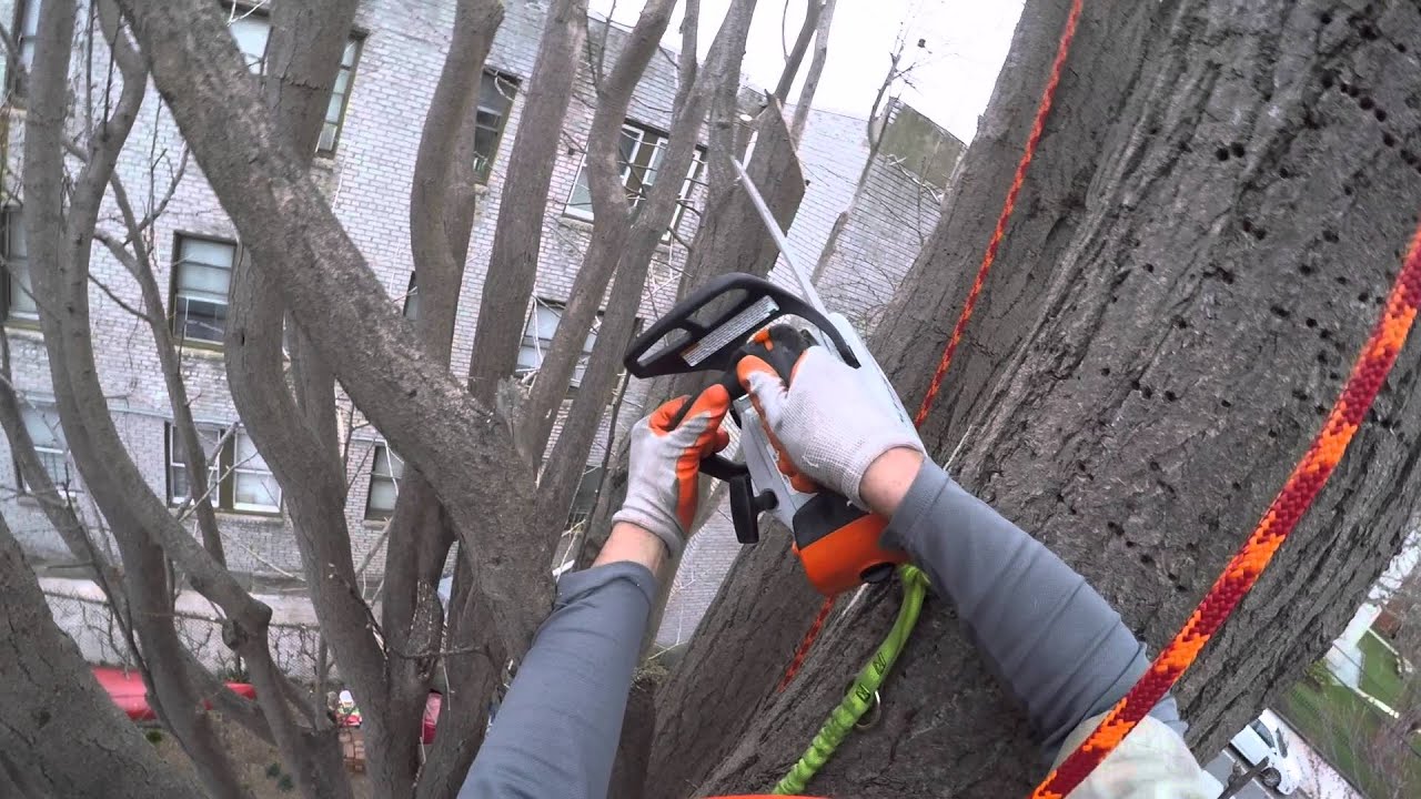 Ginkgo Pruning