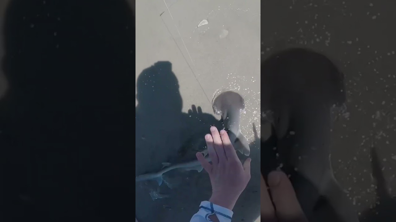 FULL VIDEO ⬆️⬆️⬆️#outdoors #fishing #jacksonville #florida #beach #lighttackle