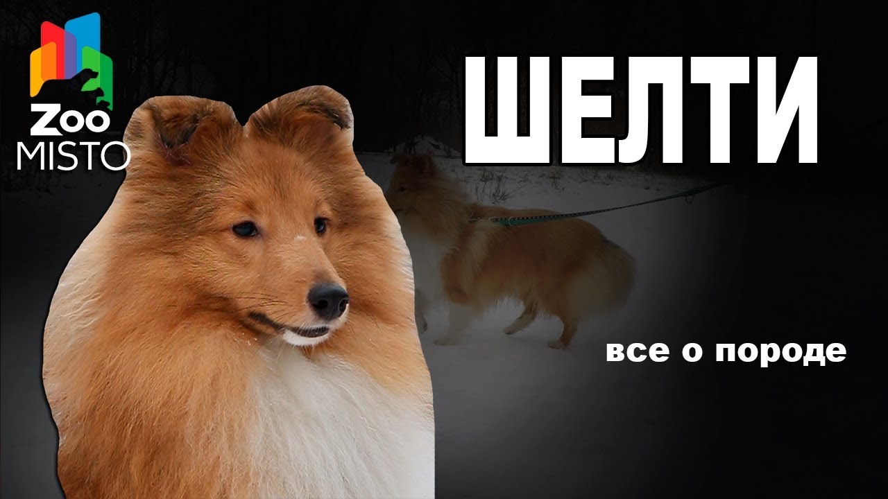 Шелти - Все о породе собаки | Собака породы - Шетландская Овчарка