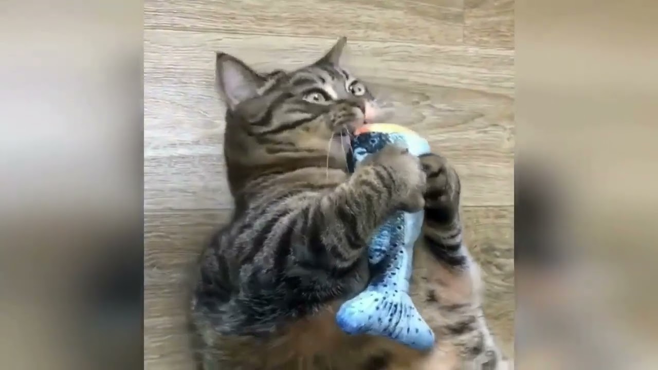 Funny pets Real Scenes