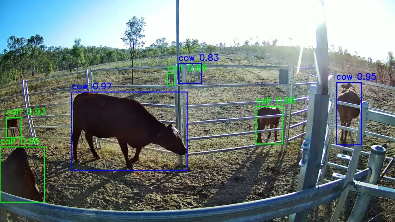 Cattle Monitoring goes next level with artificial intelligence