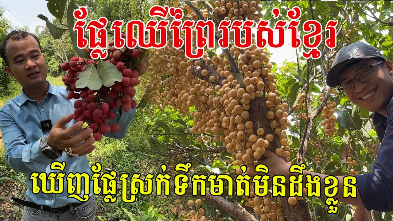 ឃើញផ្លែស្រក់ទឹកមាត់មិនដឹងខ្លួន រុកព្រៃបេះផ្លែឈើព្រៃរបស់ខ្មែរ ធម្មជាតិពិតៗ