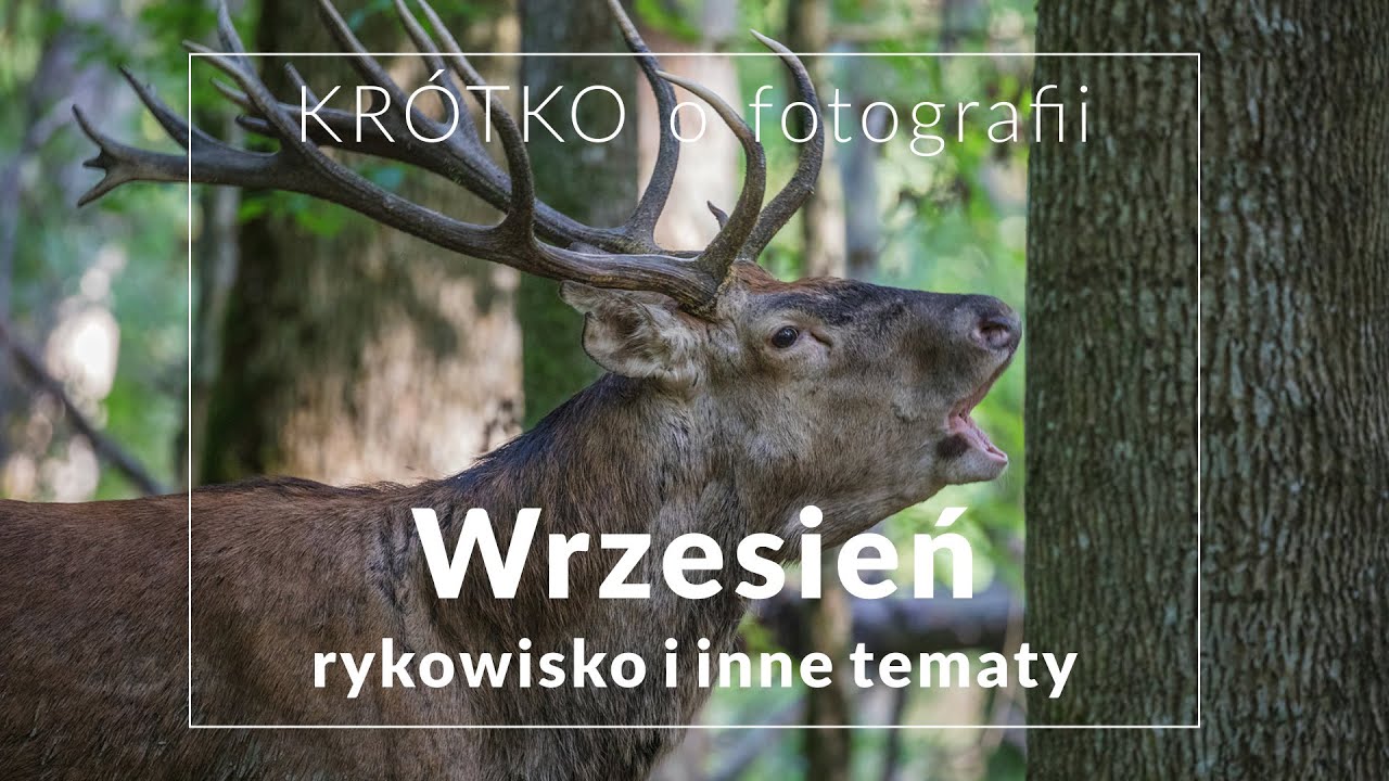 WRZESIEŃ - rykowisko i inne tematy na wczesną jesień - KRÓTKO o fotografii