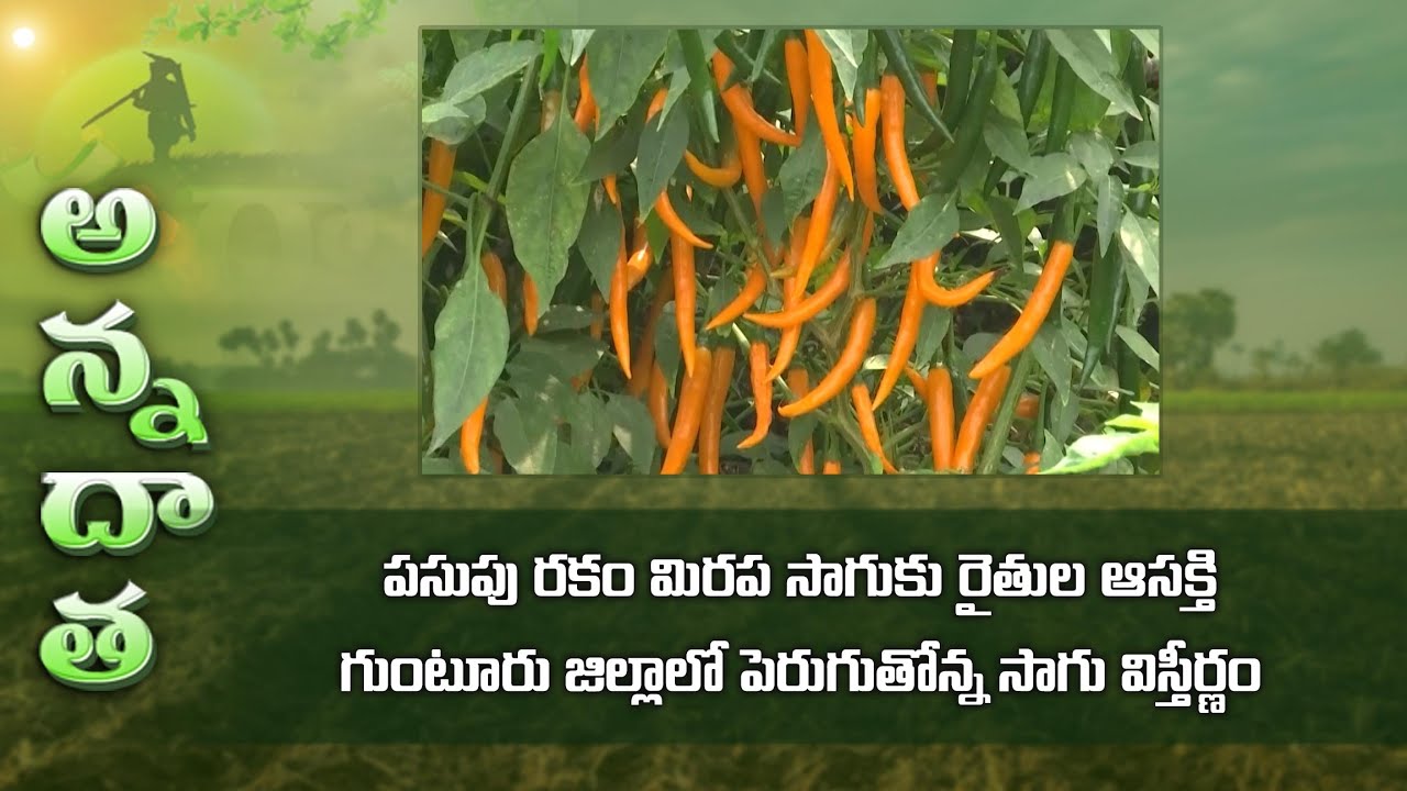 Farmers interest in Yellow chilli farming@Guntur district | ETV Telugu