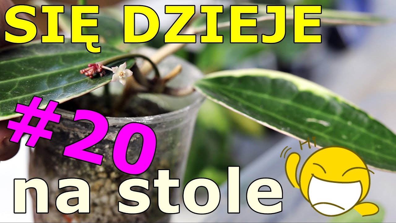 💚 Hoya szaleje 💚 Anthuria z nasion 💚 Hoyowe porządki  💚 Philodendron, którego nie widzieliście 💚