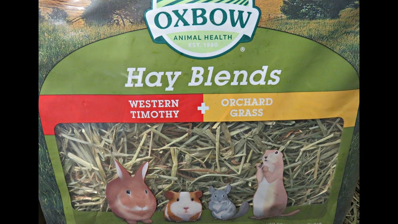 Hay For Guinea Pigs: Types, How Much & Why Feed It