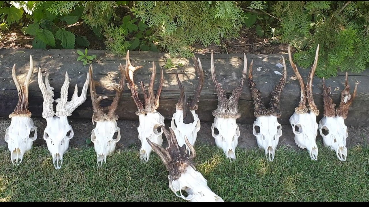 Parostki myłkusy cz. 3. Szydlarze i reszta. Antlers, rehbock
