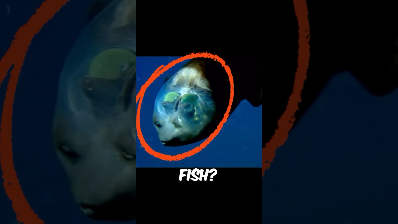 Barrel-eye fish: The Alien-Like Creature of the Ocean