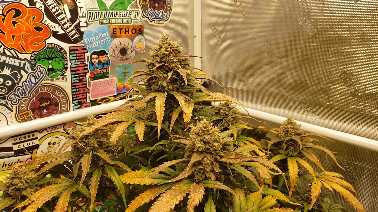 fastbuds kosher cake