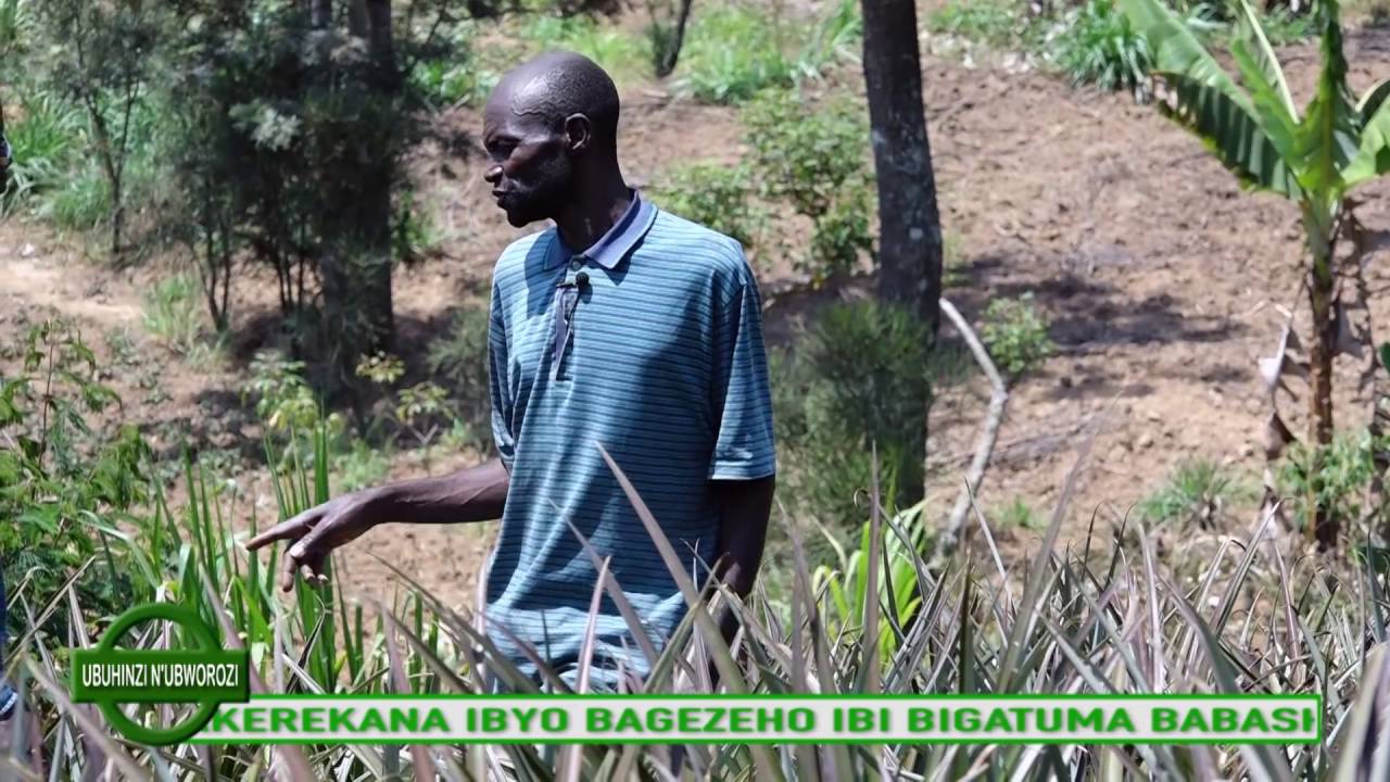 UBUHINZI UBWOROZI INANASI