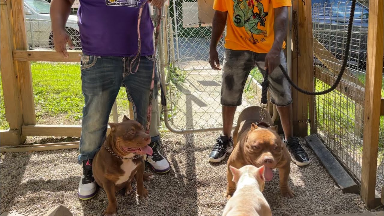 American bully brother & sister update.watch till the end 4 available puppies