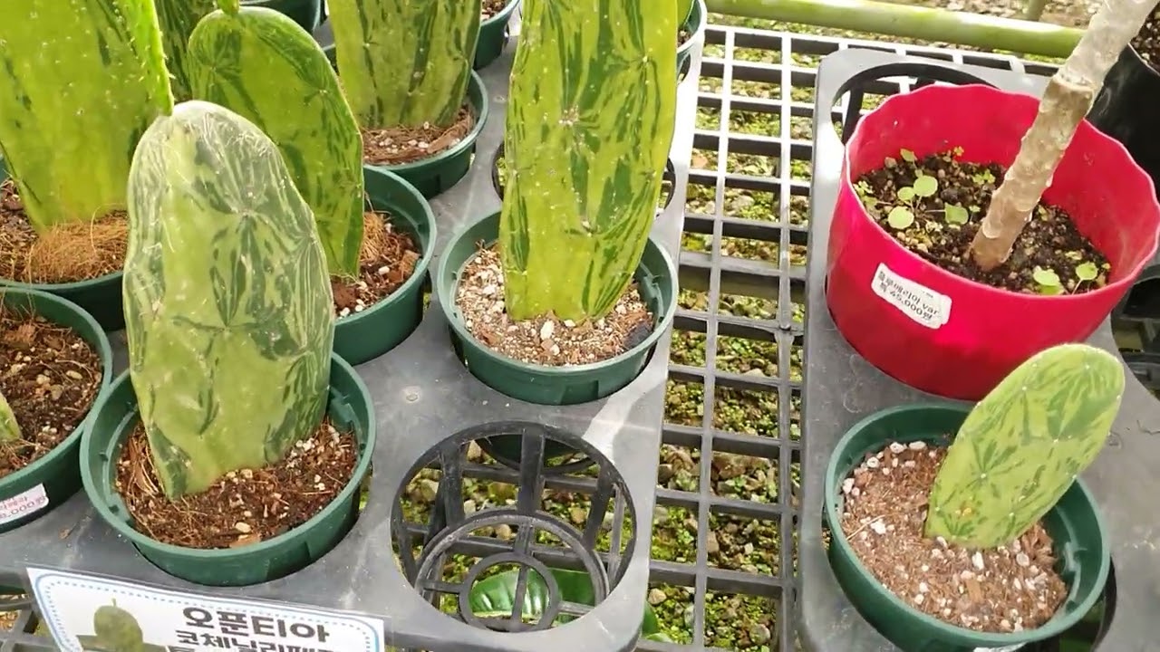 추석연휴 조인폴리아에 놀러 오세요~^^♡