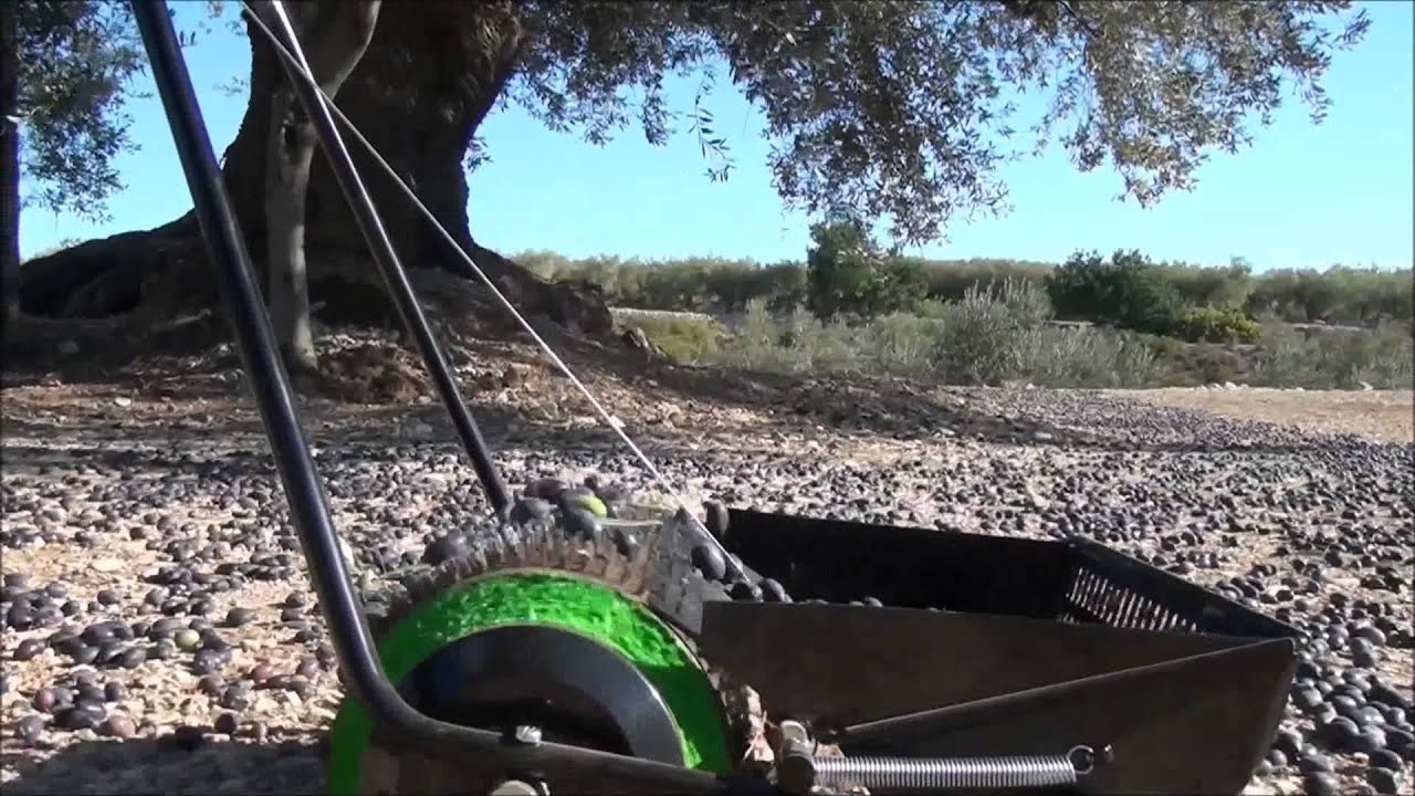 Felipe Borras Dip Zeytin Toplama Makinesi - Taşlık Arazi