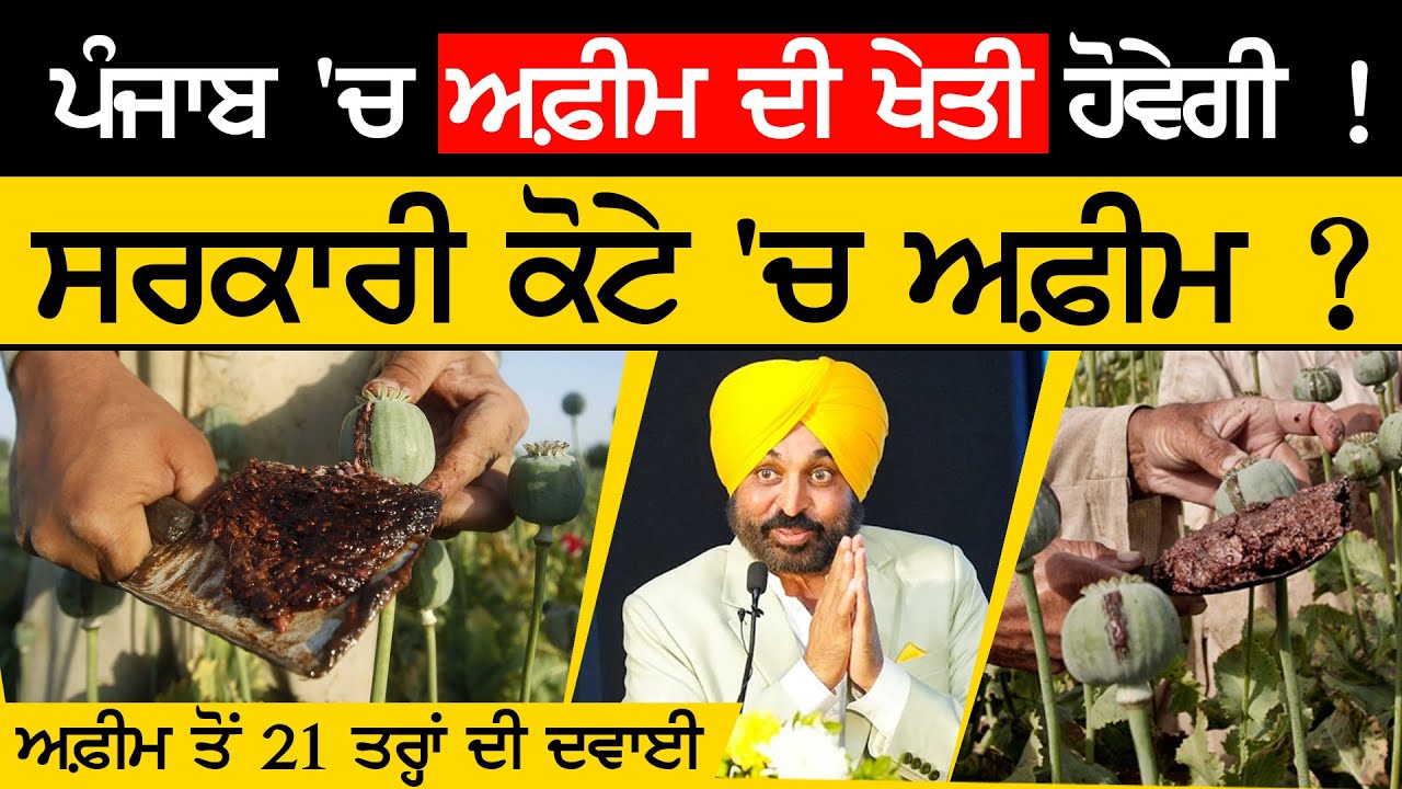 Punjab 'ਚ Afeem ਦੀ ਖੇਤੀ | Afeem farming | अफीम की खेती | Opium Farming