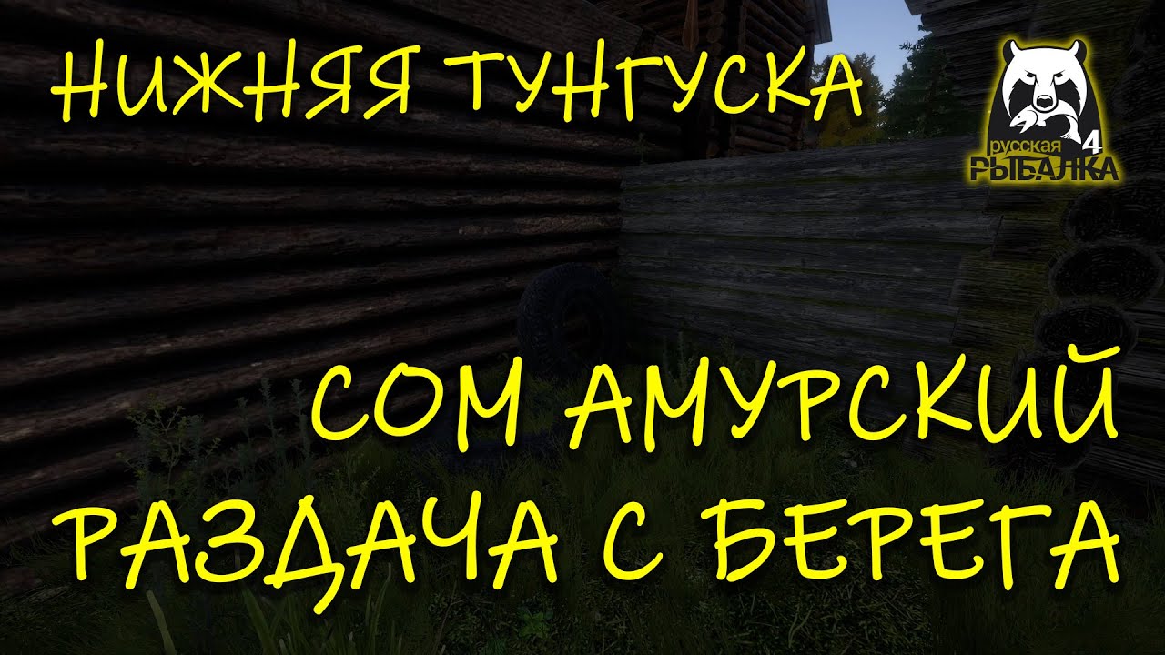 Русская рыбалка 4. рр4. Нижняя тунгуска. Сом амурский. Раздача с берега.