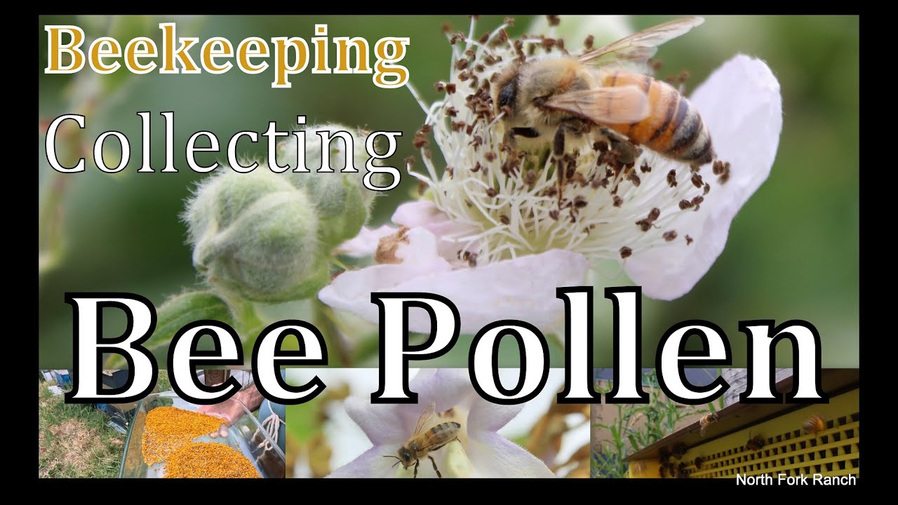 Beekeeping -How To Collect Bee Pollen