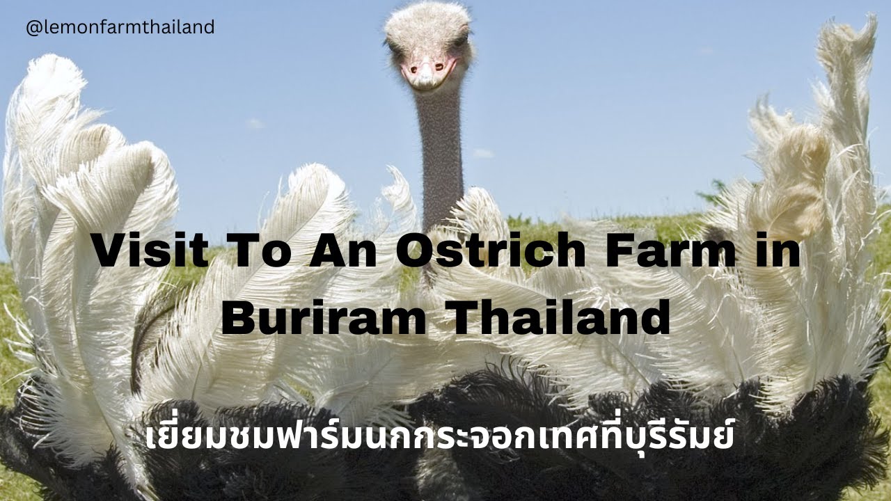 Visit to an Ostrich farm here in Buriram. เยี่ยมชมฟาร์มนกกระจอกเทศที่บุรีรัมย์