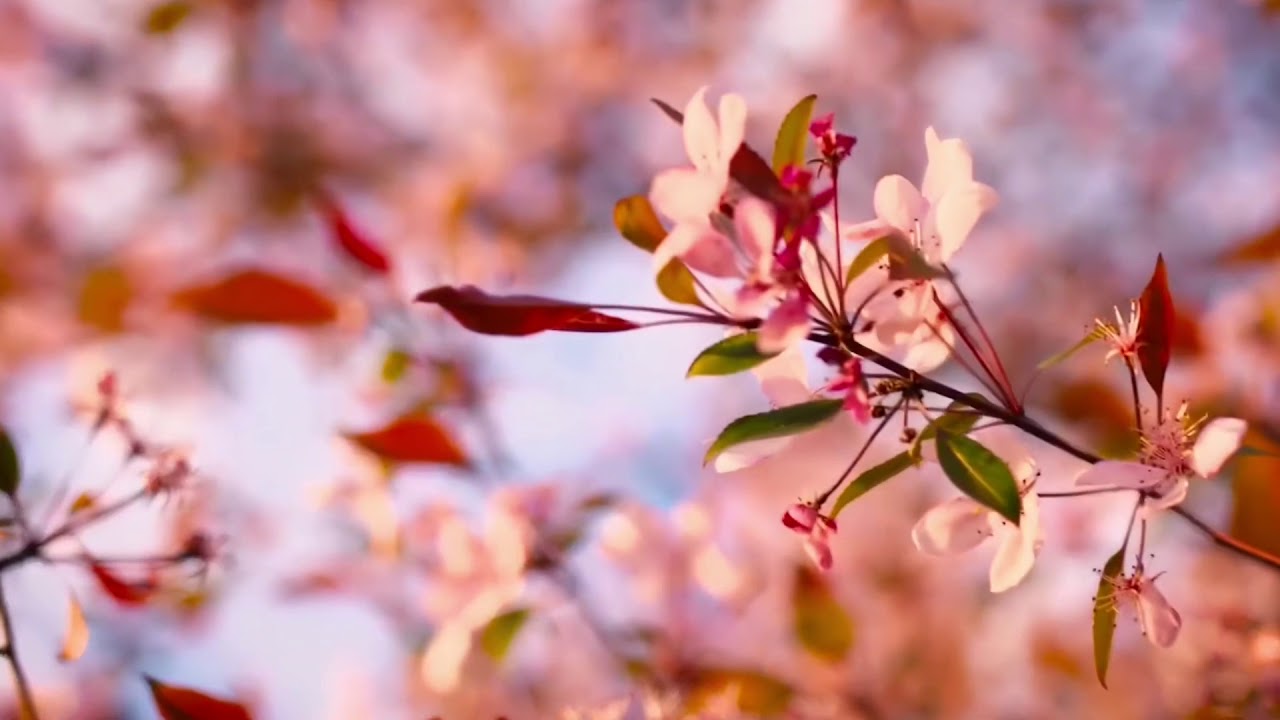 解脱道 唐玉璇 佛曲 茫茫的滄海間 何處是盡頭？