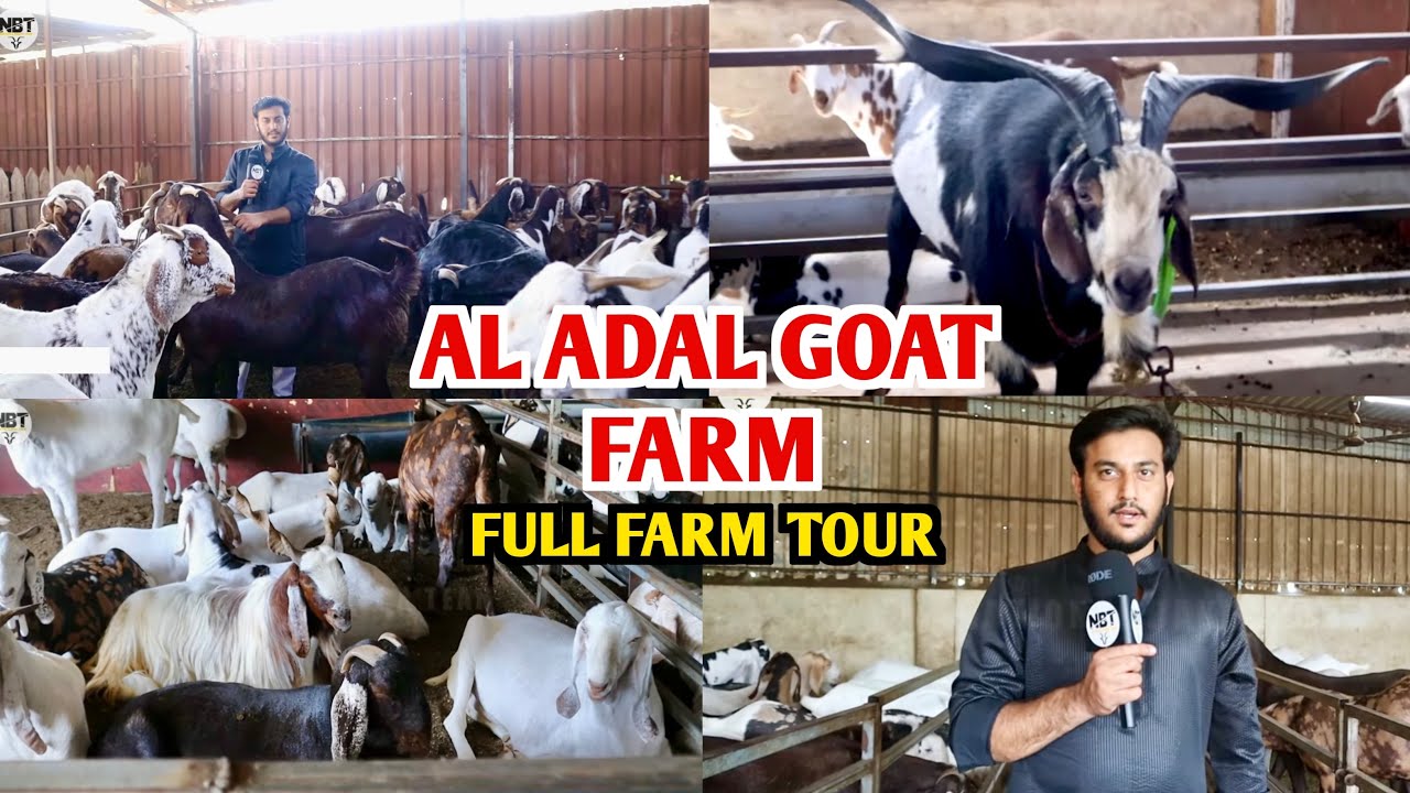 Al Adal Goat Farm Full Farm Tour Big Andul & Khassi Exotic Goat’s Ka Collection