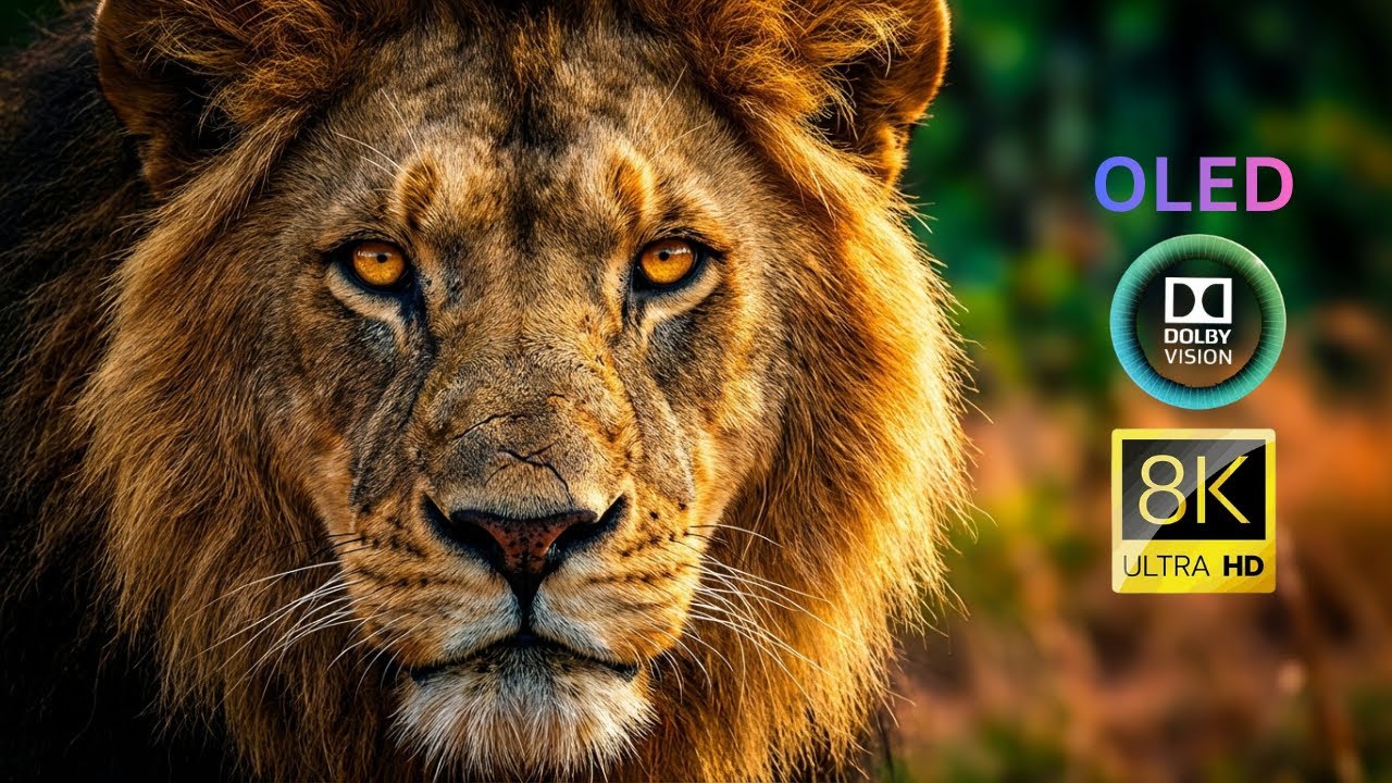 Sunrise on the Plains: Lion vs Hyenas | Africa’s Morning Rivalry (Ultra HD)
