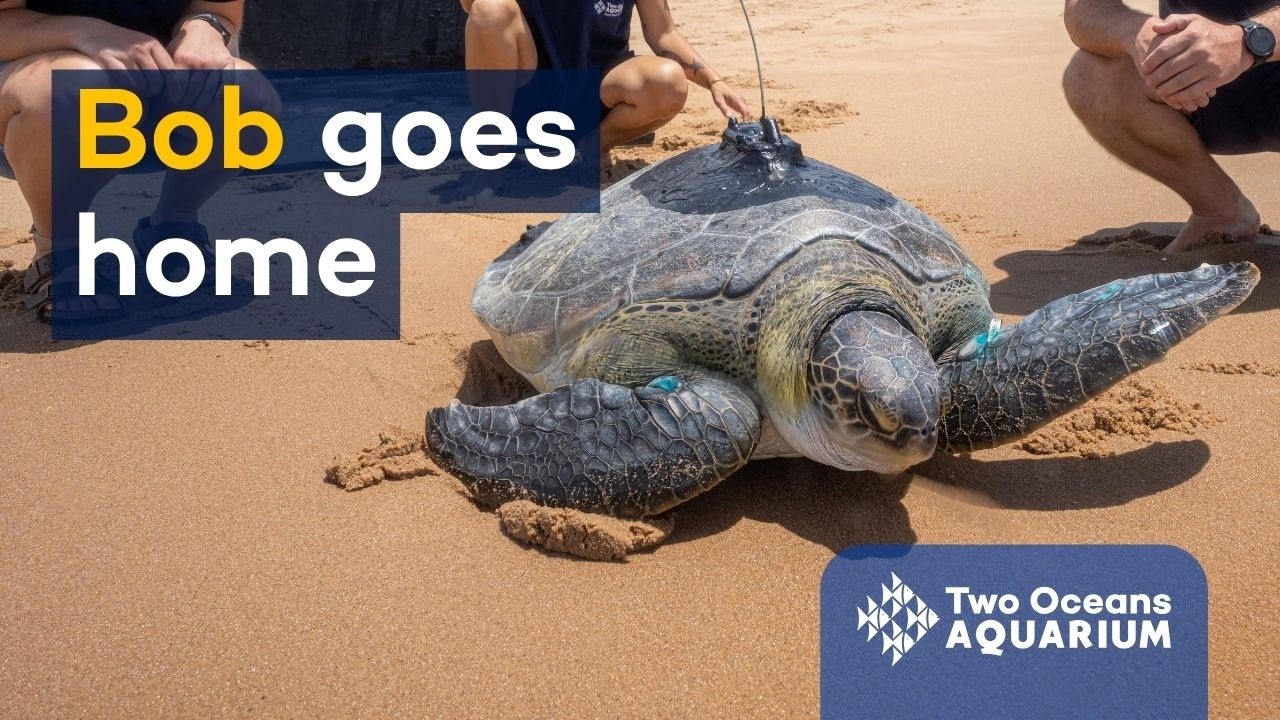 Bob goes home: Releasing Bob, the iconic green turtle of the Two Oceans Aquarium