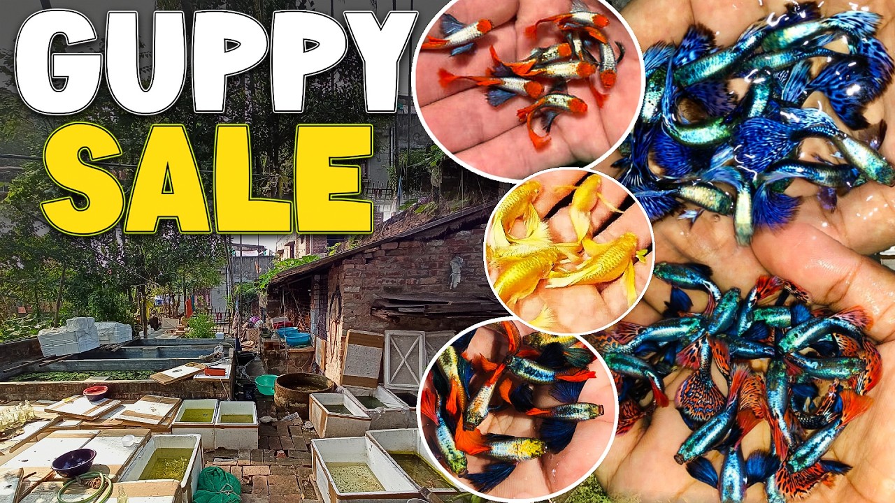 Imported Guppy Fish For Sale | Guppy Price | Guppy Farm