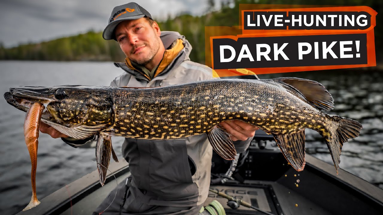 Wood Lake Action 🔥 Chasing Dark Pike With the Collapser Shad