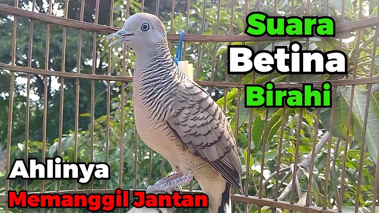 Perkutut betina memanggil jantan - suara birahi super gacor || The female turtle dove calls the male