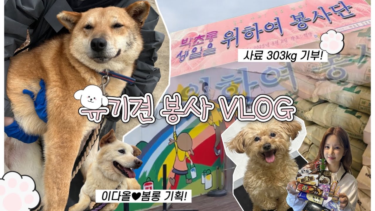 [판다로그] 에이핑크 따라 유기견 봉사 가기! | 행강 유기견 보호소 🐾