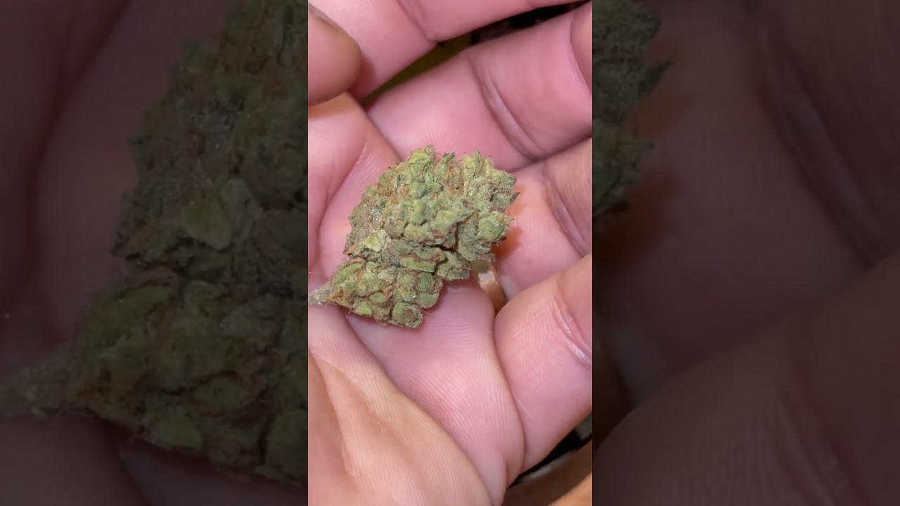 Bud.Com THCA Review: Nor Cal Fire Company-Limoncello (🍋🍋&zwj;🟩🔥)