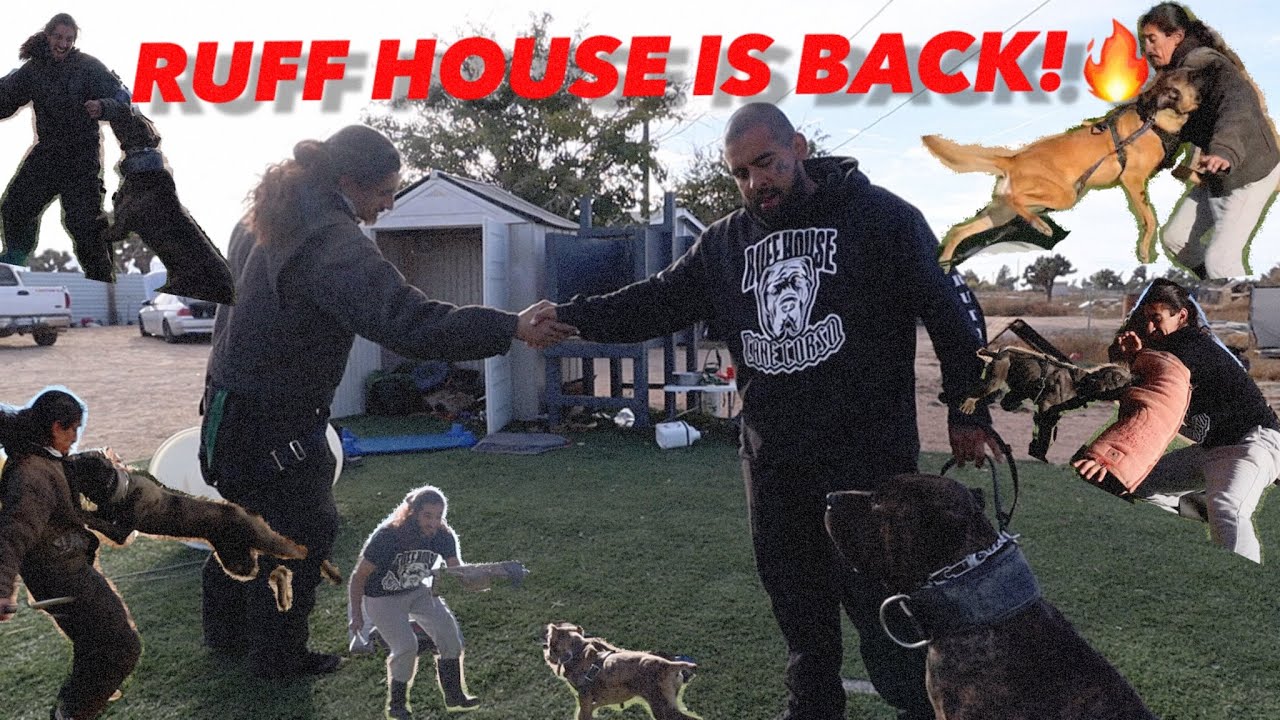 PROTECTION DOG TRAINING AT THE RUFF HOUSE!