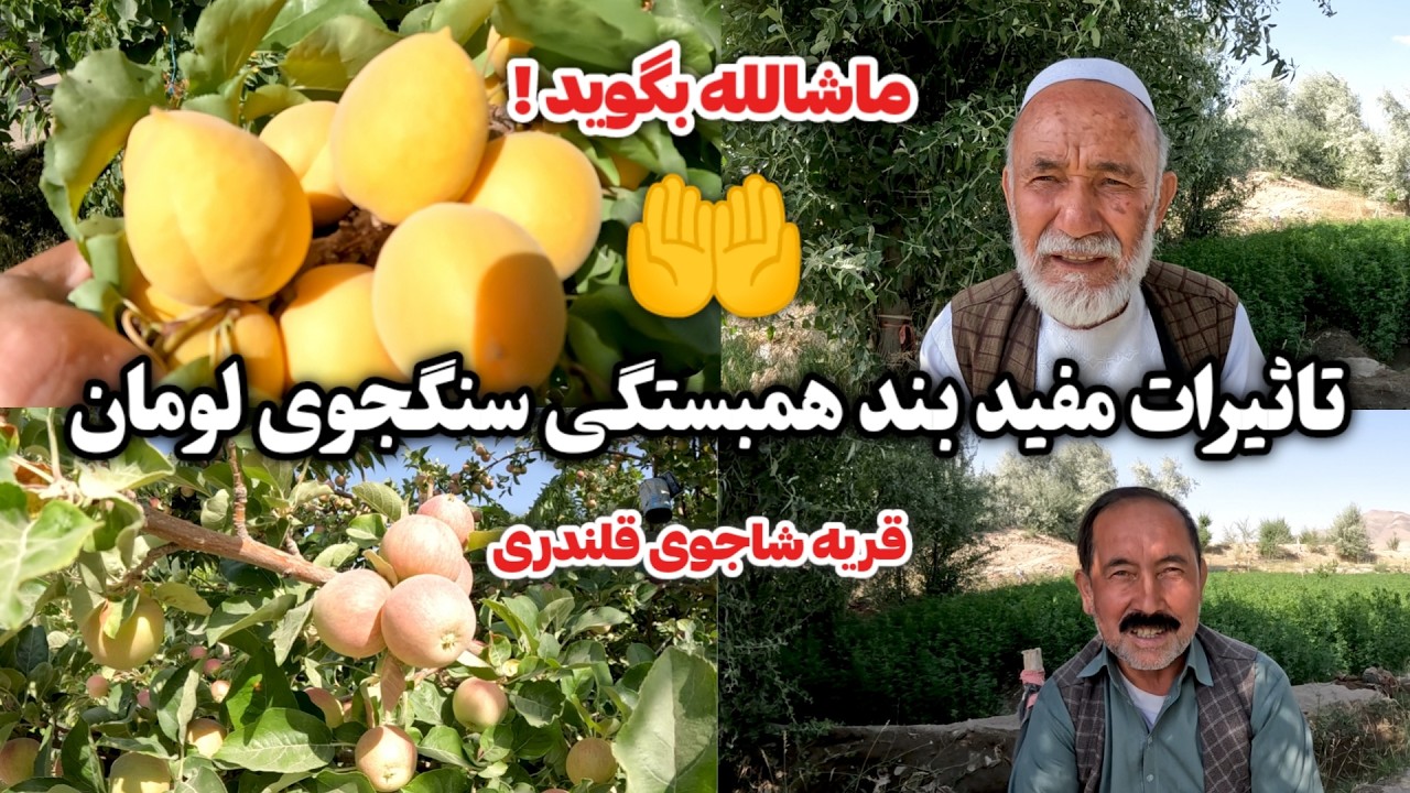 بند سنگجوی لومان چه تأثیری بر زراعت قریه شاجوی قلندری دارد؟