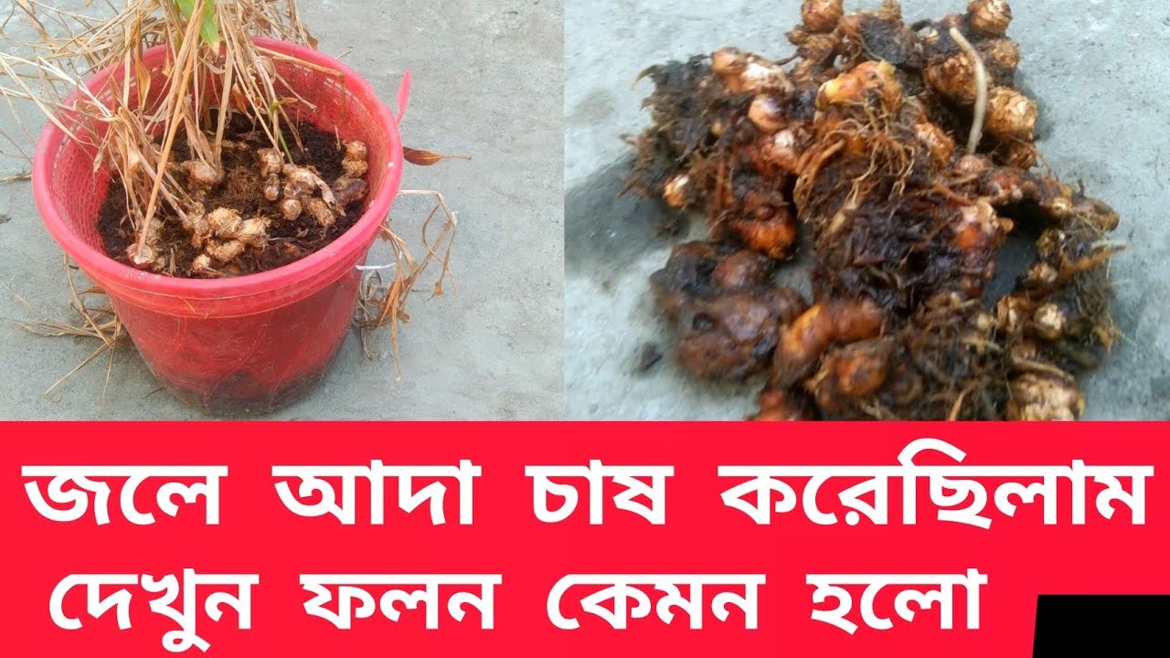 জলে আদা চাষ // হাইড্রোপনিক পদ্ধতিতে আদা কেমন হলো । Ginger cultivation !