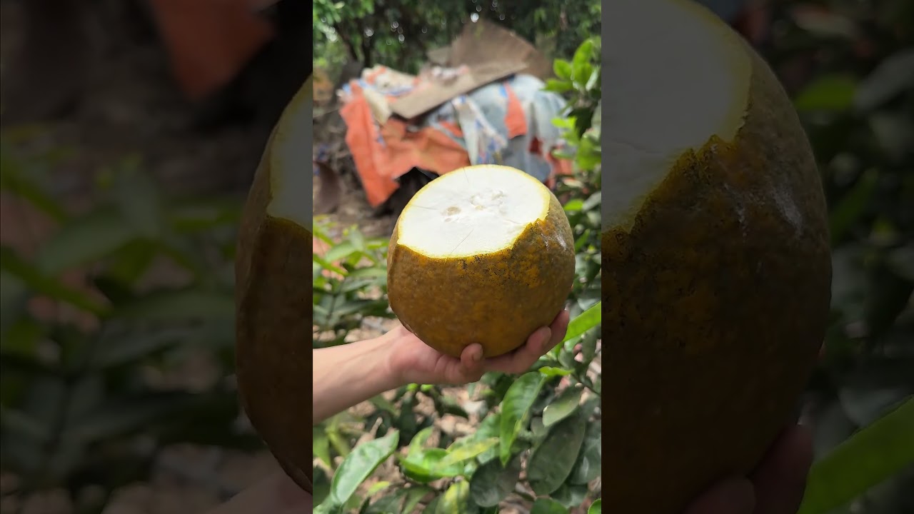 Cut a Delicious Yellow Pomelo