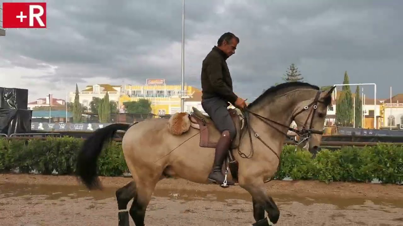 Reportagem na Feira do Cavalo na Golegã