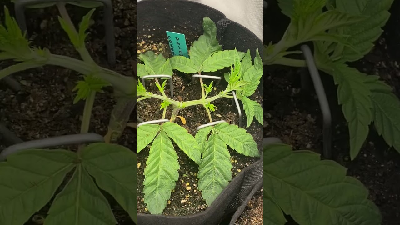 First time growerNORTHERN LIGHTS AUTO,OG KUSH & CHERRY PALOMA