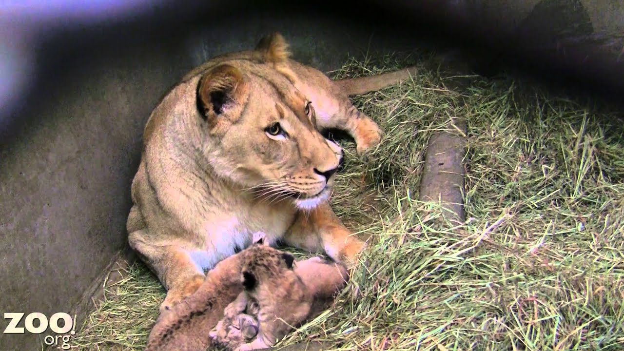 Lion Cub Triplets Grooming and Being Cute