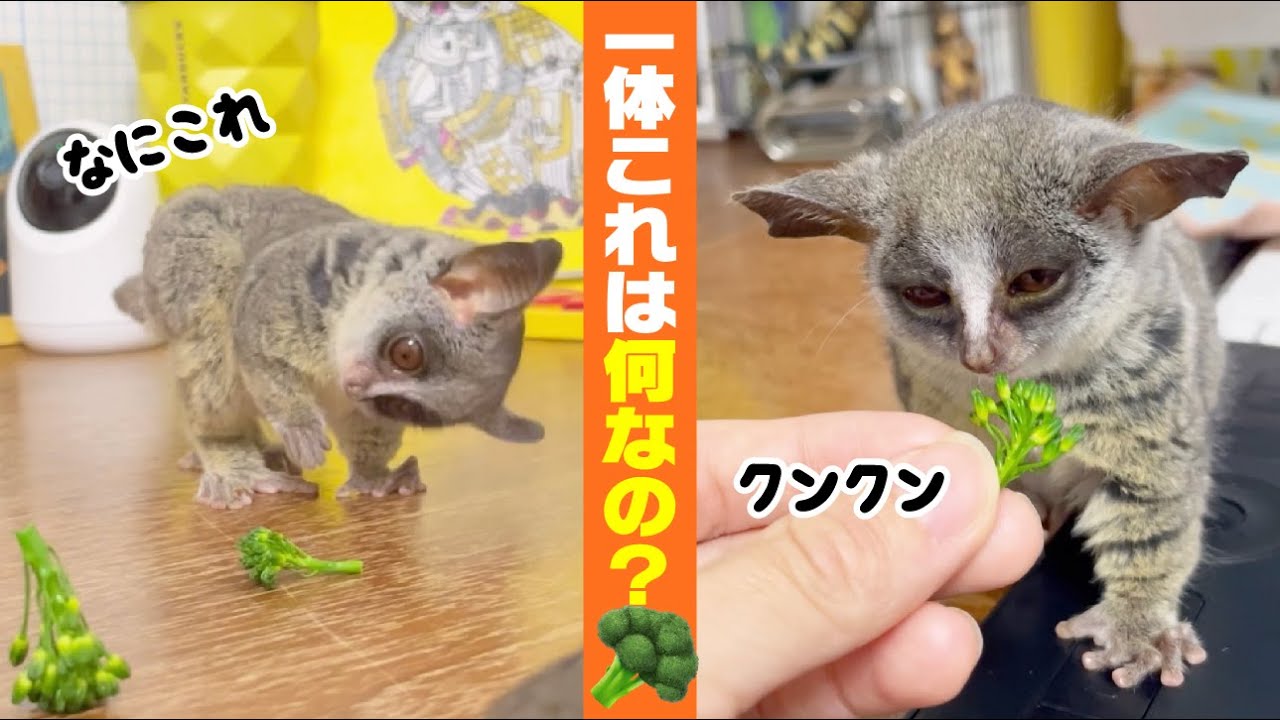 恐怖のブロッコリー再び...首を傾げる猿の赤ちゃんが可愛すぎる/Baby monkey scared of broccoli【ショウガラゴのトロチー】